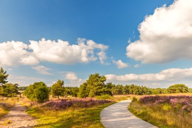 Ontdek de mooiste fietsroutes van Nederland deze zomer met Pegasus